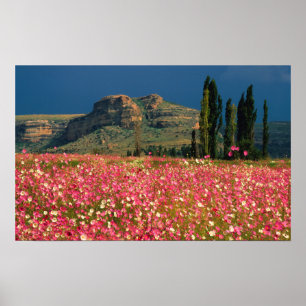 Poster Campo de flores do Cosmos, distrito de Fouriesburg