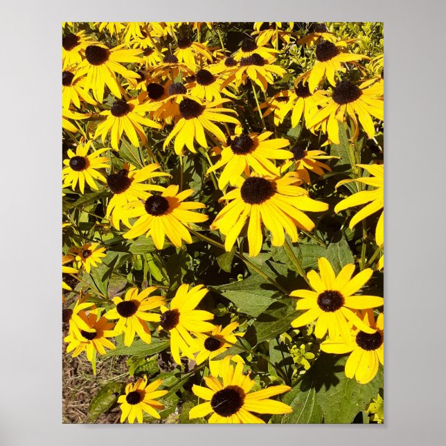 Poster Campo de Flores Silvestres Amarelas (Frente)