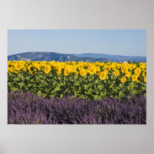 Póster Campo de girassóis e flores de lavanda,