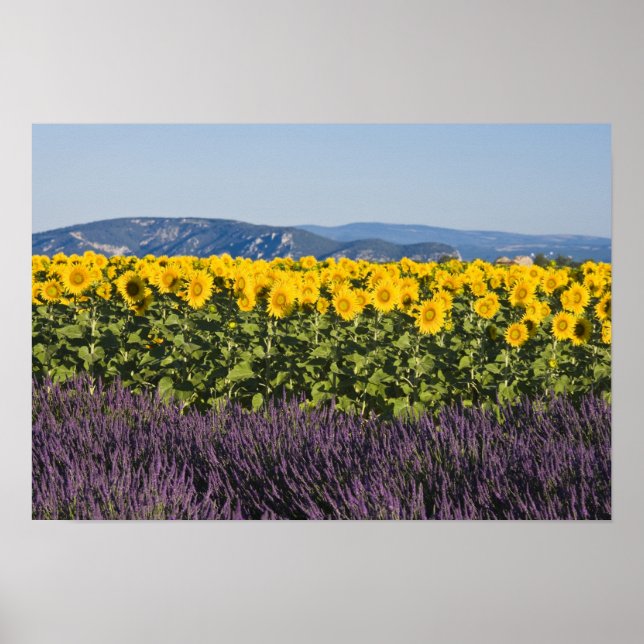 Póster Campo de girassóis e flores de lavanda, (Frente)