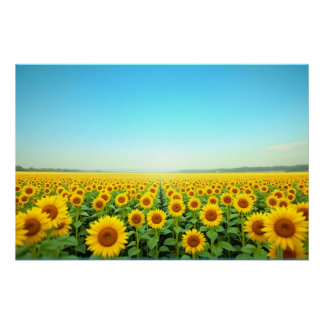 Póster Campo de Girassóis sem Fim sob o Céu Azul de Verão