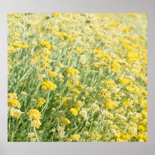 Poster Campo de Helichrysum italicum, vista de aproximaçã