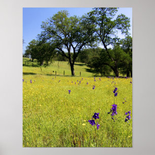Póster Campo de Larkspur, cerca