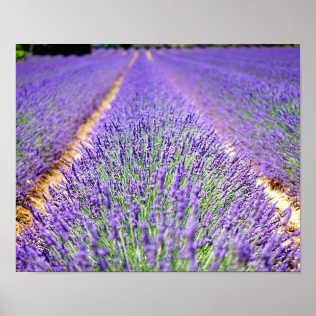 Poster Campo de lavanda (Frente)