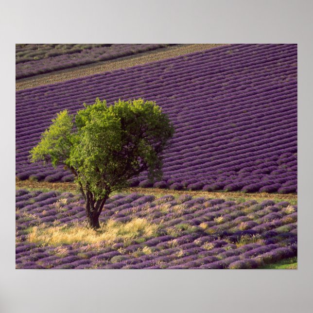 Póster Campo de lavanda em Alta Provença, França (Frente)