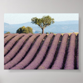 Poster Campo de lavanda na Provença