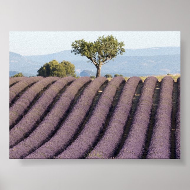 Poster Campo de lavanda na Provença (Frente)