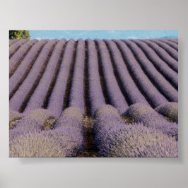 Poster Campo de lavanda na Provença