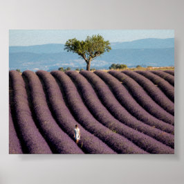 Poster Campo de lavanda na Provença