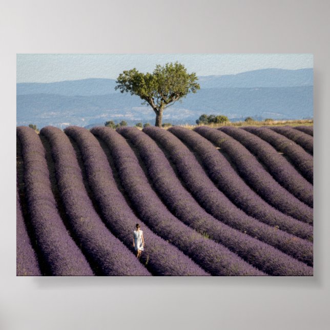 Poster Campo de lavanda na Provença (Frente)