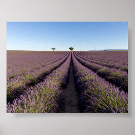 Poster Campo de lavanda na Provença