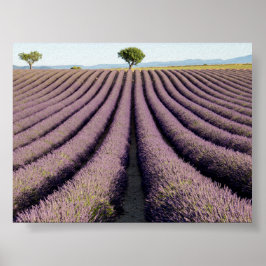 Poster Campo de lavanda na Provença