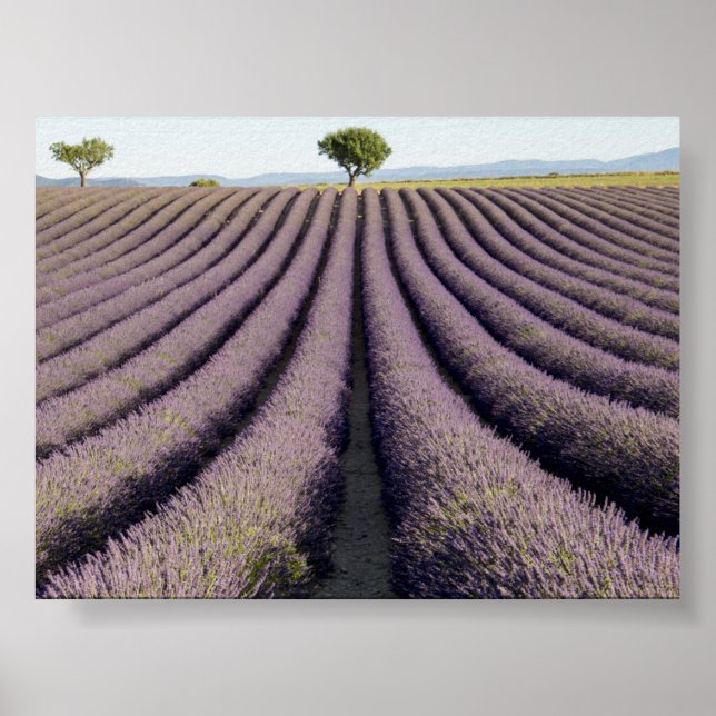 Poster Campo de lavanda na Provença (Frente)