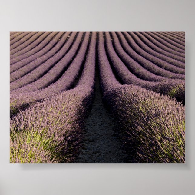 Poster Campo de lavanda na Provença (Frente)