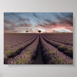Poster Campo de lavanda na Provença