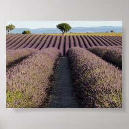 Poster Campo de lavanda na Provença