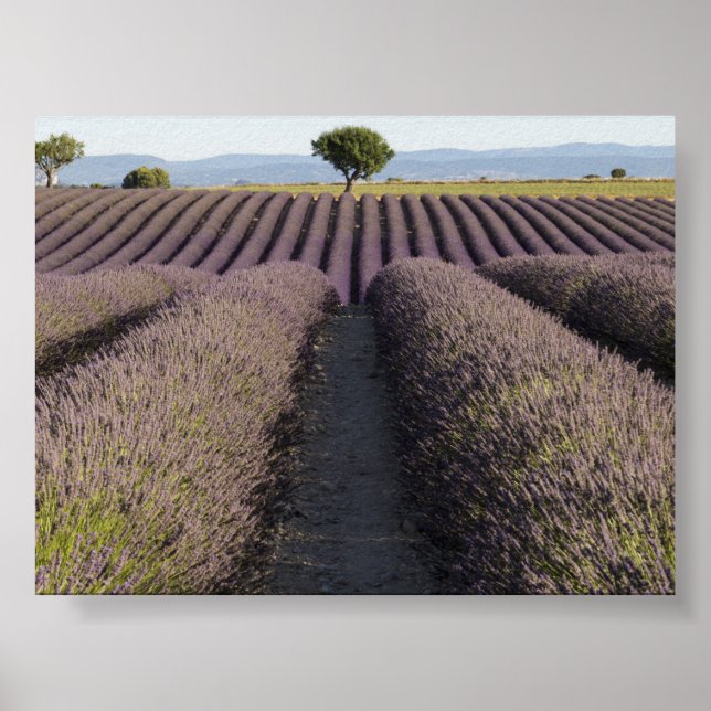 Poster Campo de lavanda na Provença (Frente)
