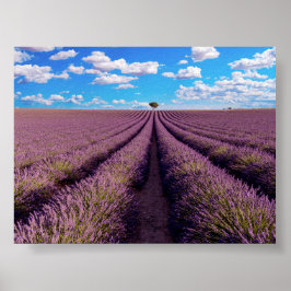 Poster Campo de lavanda na Provença