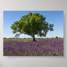 Poster Campo de lavanda na Provença
