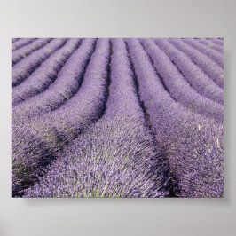 Poster Campo de lavanda na Provença