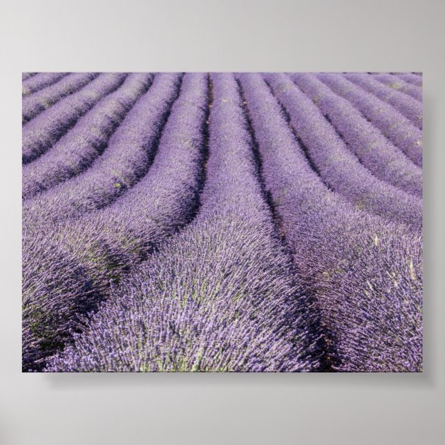 Poster Campo de lavanda na Provença (Frente)