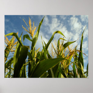 Poster Campo de milho
