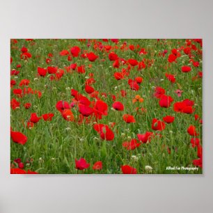 Poster Campo de Papoulas