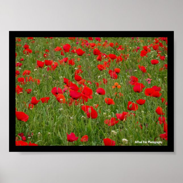 Poster Campo de Papoulas (Frente)