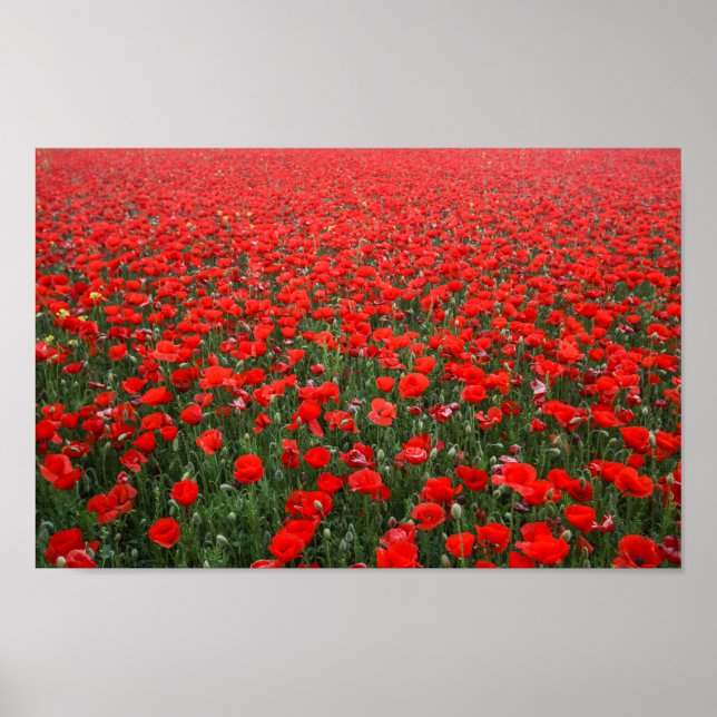 Poster Campo de Papoulas Vermelhas (Frente)