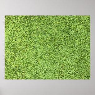 Poster Campo de planta verde
