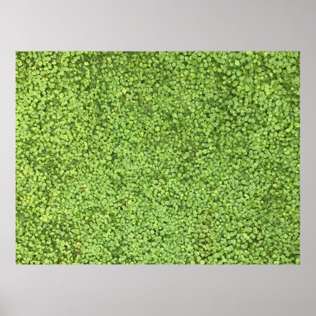 Poster Campo de planta verde (Frente)