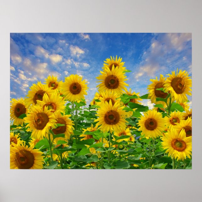 Poster Campo de Sunflower (Frente)