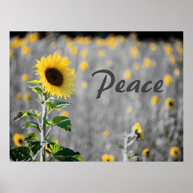 Poster Campo de Sunflower, Black & White, Paz (Frente)