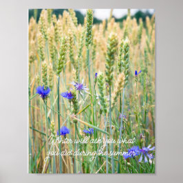 Poster Campo de trigo com centáureas azuis