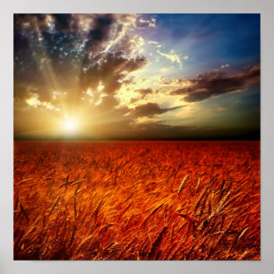 Poster Campo de trigo e de por do sol