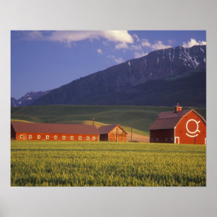Poster Campo de trigo no Vale do Wallowa, do lado de fora