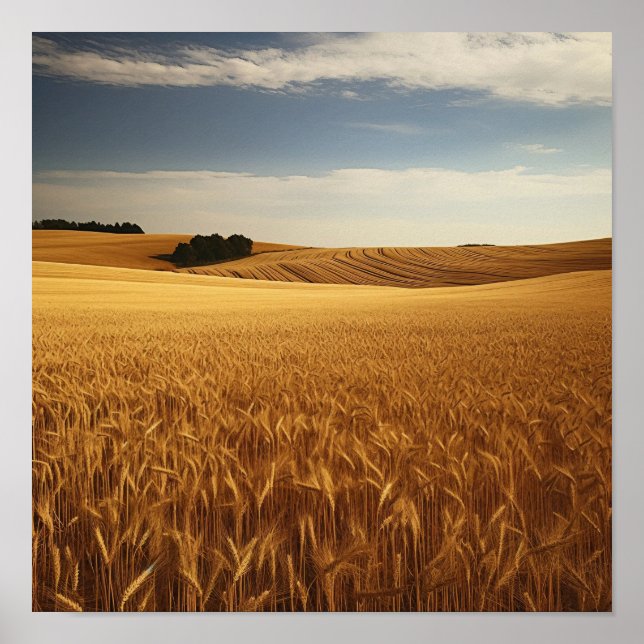 Poster Campo de trigo rural (Frente)