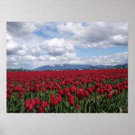 Póster Campo de Tulip Vermelho