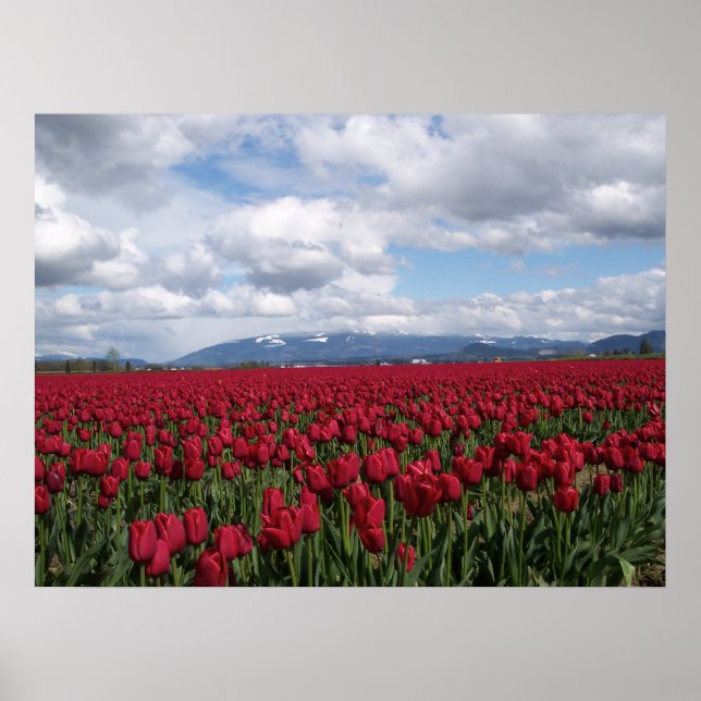 Póster Campo de Tulip Vermelho (Frente)