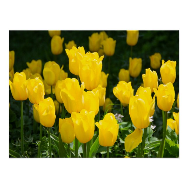 Póster Campo de tulipas amarelas brilhantes (Frente)