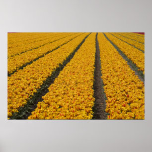Póster Campo de tulipas, Holanda