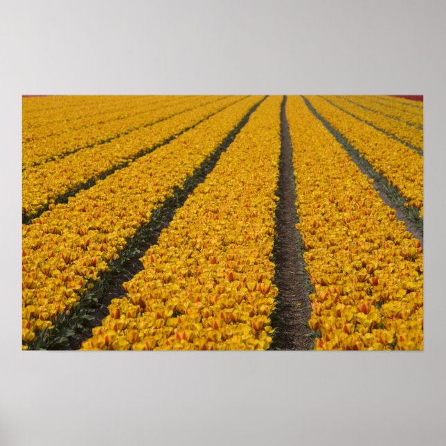 Póster Campo de tulipas, Holanda (Frente)