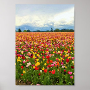 Poster Campo de Tulipas Lindas, Oregon