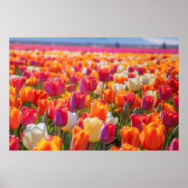 Poster Campo de Tulipas no Bloom de Cheio