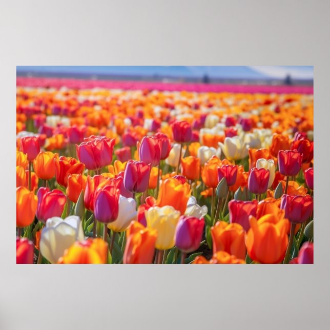 Poster Campo de Tulipas no Bloom de Cheio (Frente)