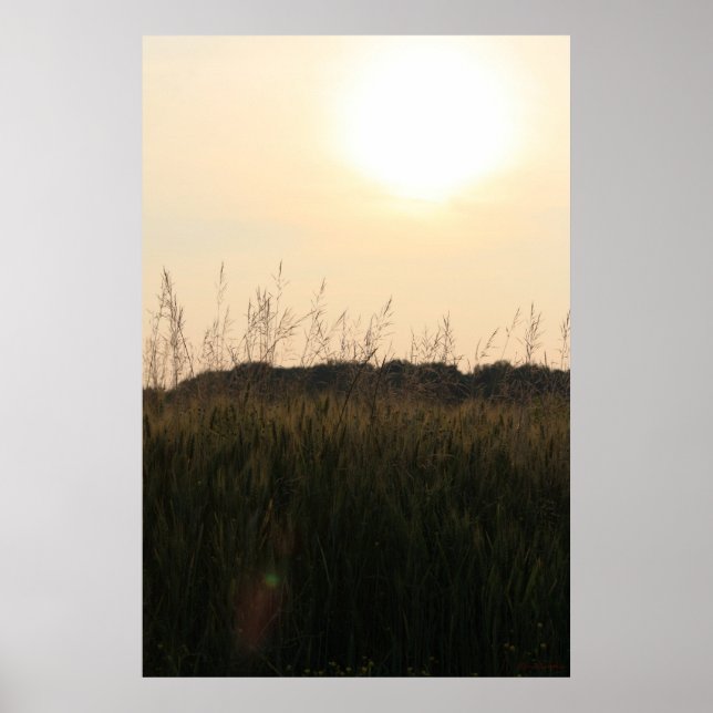 Póster Campo de Verão (Frente)