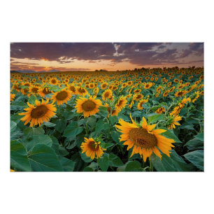 Póster Campo do girassol em Longmont, Colorado