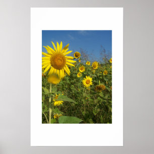 PÓSTER "CAMPO DOS GIRASSÓIS "