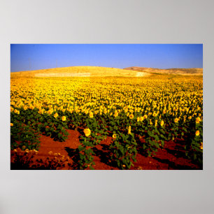 Póster Campo dos girassóis, espanha do sul