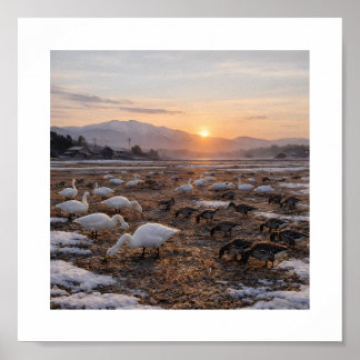 Poster Campo Dourado de Inverno com Cisnes e Gansos –